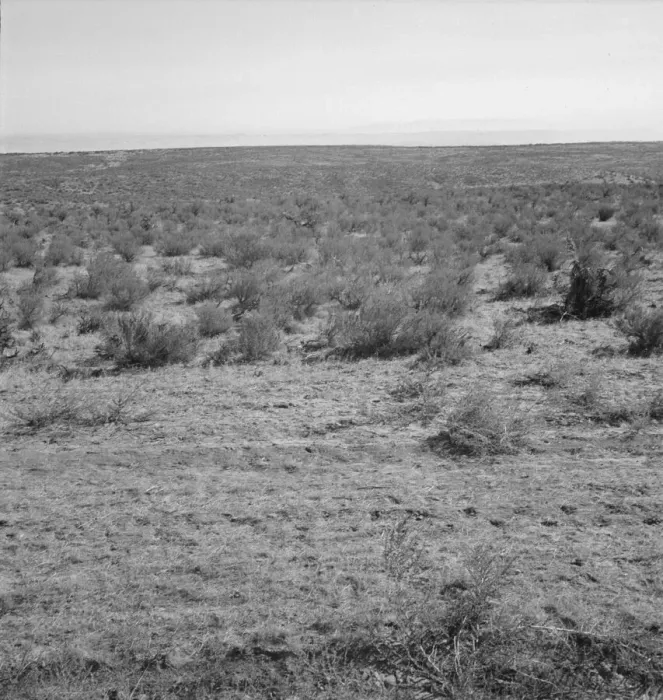 Framed Print : View from the Smiths place across the road, showing uncleared land, Dead Ox Flat, Oregon, 1939. Creator: Dorothea Lange Framed Print : View from the Smiths place across the road, showing uncleared land, Dead Ox Flat, Oregon, 1939. Creator: Dorothea Lange