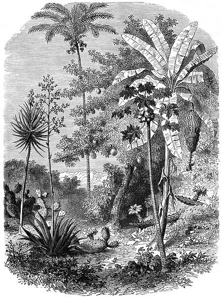 View of the Spanish Main, Guatemala, 1877