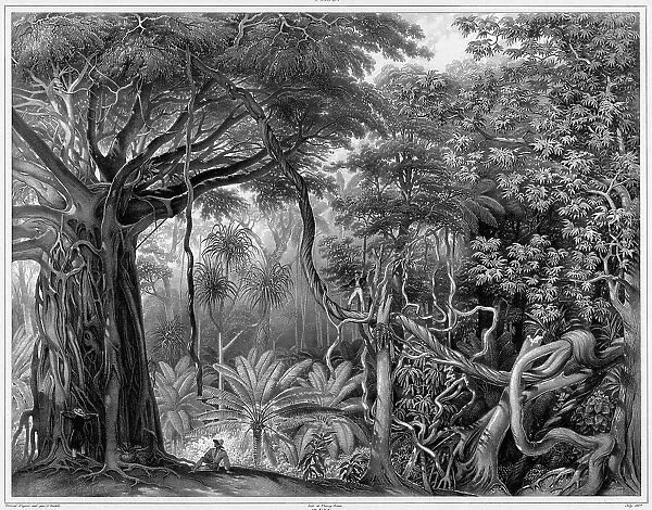 View Taken in the Forests of Guam Island, Mariana Islands, 19th century. Creators: Alexander Postels, Alexis Victor Joly