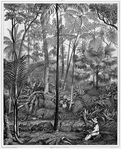 View Taken in the Woods, Bonin Islands, 19th century. Creators: Alexander Postels, Godefroy Engelmann, Louis Jules Federe Villeneuve