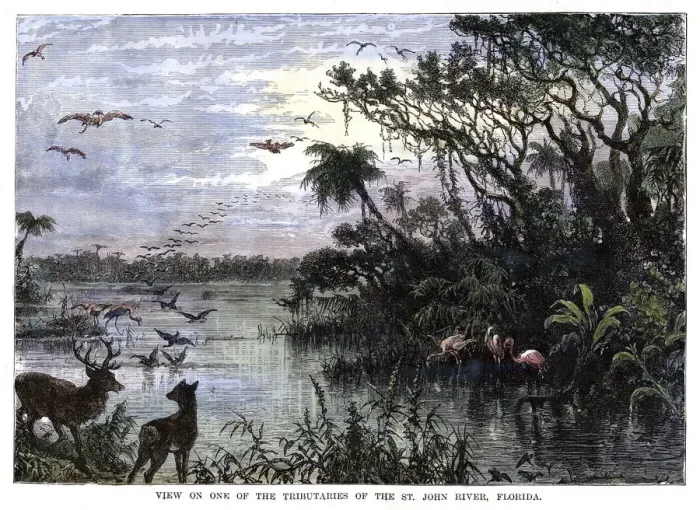 Framed Print : View on one of the Tributaries of the St John River, Florida, 19th century Framed Print : View on one of the Tributaries of the St John River, Florida, 19th century