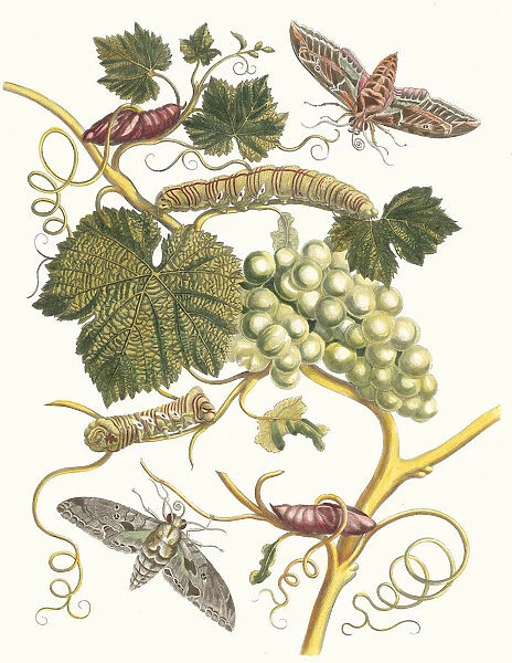 Vigne blanche d Amerique. From the Book Metamorphosis insectorum Surinamensium, 1705