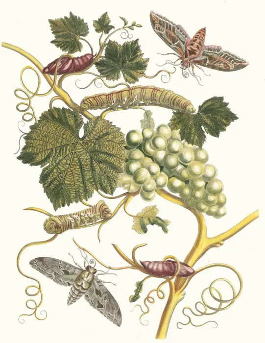 Framed Print : Vigne blanche d Amerique. From the Book Metamorphosis insectorum Surinamensium, 1705 Framed Print : Vigne blanche d Amerique. From the Book Metamorphosis insectorum Surinamensium, 1705