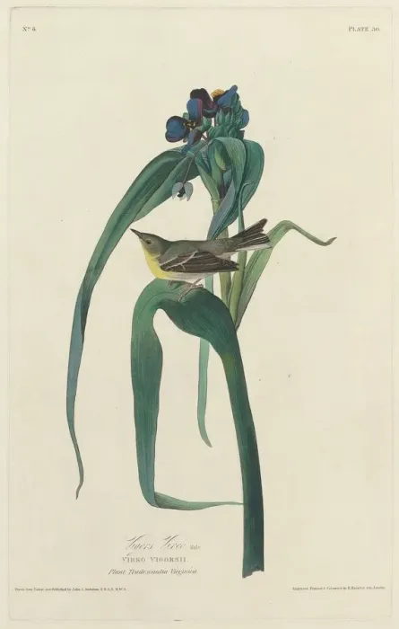 Framed Print : Vigors Vireo, 1828. Creator: Robert Havell Framed Print : Vigors Vireo, 1828. Creator: Robert Havell