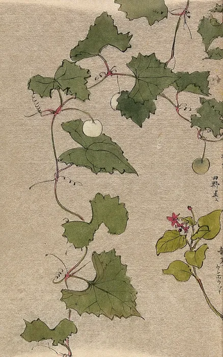 Framed Print : A vine with fruit and a second unidentified plant with flowers. Creator: Unknown Framed Print : A vine with fruit and a second unidentified plant with flowers. Creator: Unknown