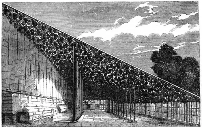 Framed Print : The Vinery at Hampton Court, 19th century Framed Print : The Vinery at Hampton Court, 19th century