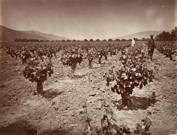 Framed Print : Vineyard of Camulos Ranch, 1876, printed ca. 1876. Creator: Carleton Emmons Watkins Framed Print : Vineyard of Camulos Ranch, 1876, printed ca. 1876. Creator: Carleton Emmons Watkins
