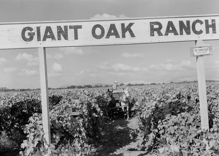 Framed Print : Vineyard during harvest, large-scale farming, Tulare County, California, 1938. Creator: Dorothea Lange Framed Print : Vineyard during harvest, large-scale farming, Tulare County, California, 1938. Creator: Dorothea Lange