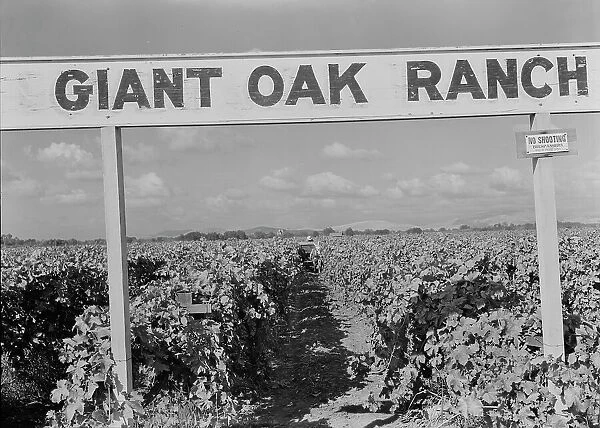 Vineyard during harvest, Tulare County, California, 1938. Creator: Dorothea Lange