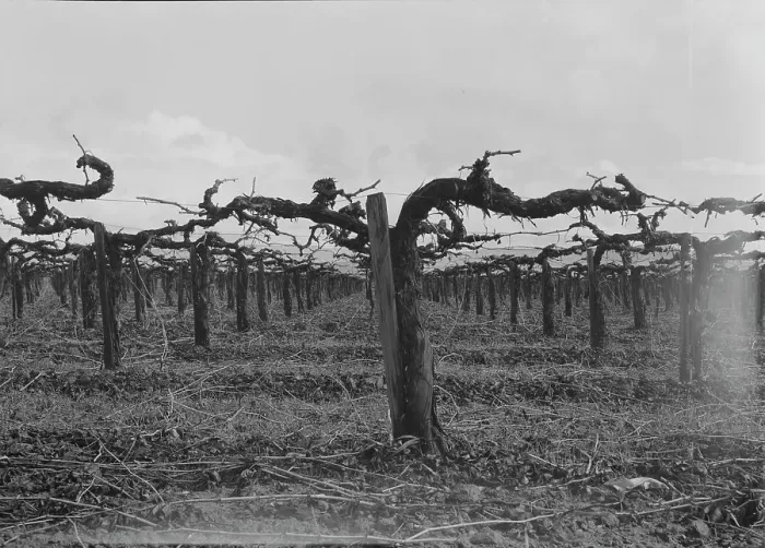 Framed Print : Vineyard during pruning, Tulare County, California, 1939. Creator: Dorothea Lange Framed Print : Vineyard during pruning, Tulare County, California, 1939. Creator: Dorothea Lange