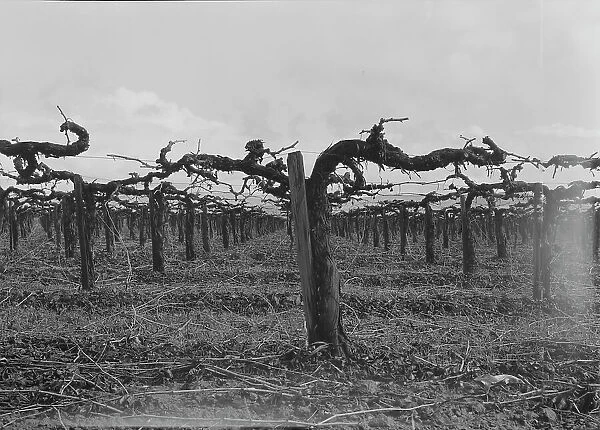 Vineyard during pruning, Tulare County, California, 1939. Creator: Dorothea Lange