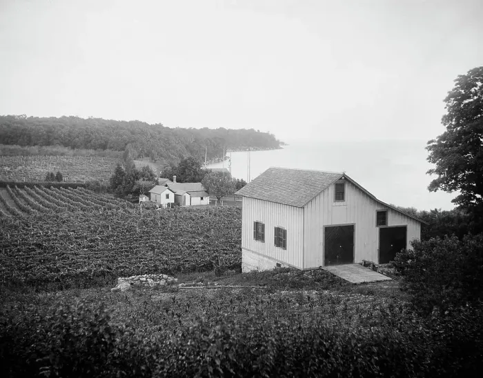 Framed Print : Vineyards, Put-in-Bay, Ohio, between 1880 and 1899. Creator: Unknown Framed Print : Vineyards, Put-in-Bay, Ohio, between 1880 and 1899. Creator: Unknown