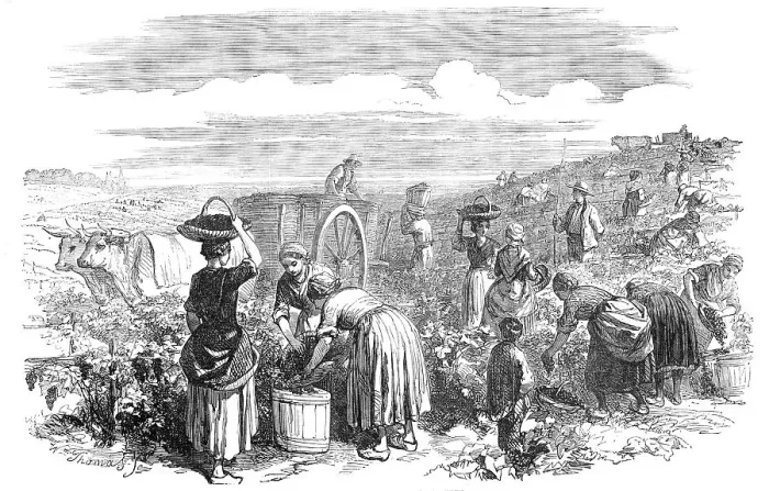 Framed Print : The Vintage, in Medoc, near Bordeaux, 1854. Creator: William Thomas Framed Print : The Vintage, in Medoc, near Bordeaux, 1854. Creator: William Thomas
