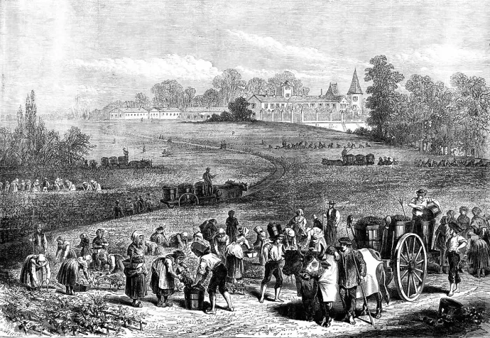 Framed Print : The Vintage in Medoc: the vineyards of Chateau Lafitte, 1871. Creator: Unknown Framed Print : The Vintage in Medoc: the vineyards of Chateau Lafitte, 1871. Creator: Unknown