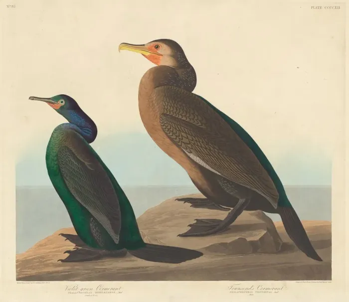 Framed Print : Violet-green Cormorant and Townsends Cormorant, 1838. Creator: Robert Havell Framed Print : Violet-green Cormorant and Townsends Cormorant, 1838. Creator: Robert Havell