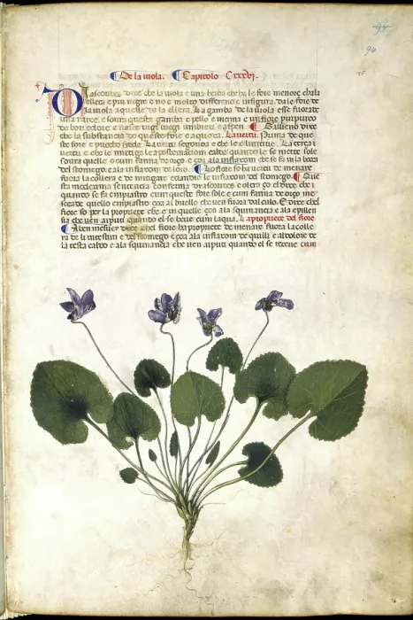Framed Print : Violet plant, c1400. Creator: Unknown Framed Print : Violet plant, c1400. Creator: Unknown