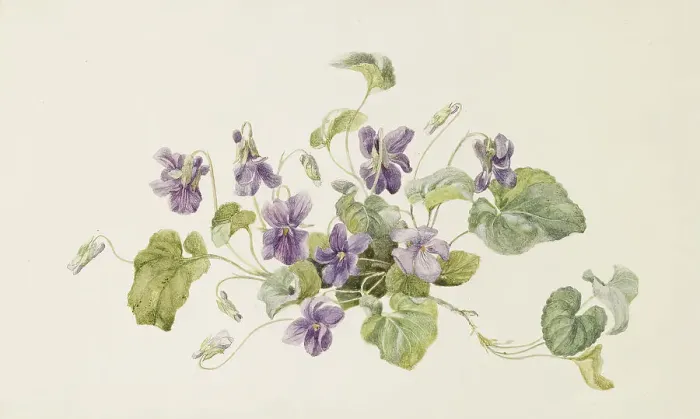 Framed Print : Violets, c1875. Creator: Gerardina Jacoba van de Sande Bakhuyzen Framed Print : Violets, c1875. Creator: Gerardina Jacoba van de Sande Bakhuyzen