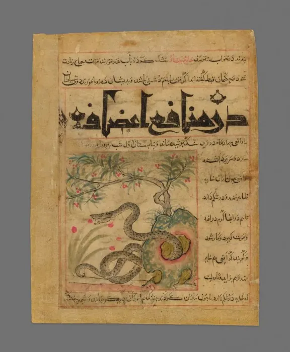 Framed Print : Viper in a Rocky Garden from Manafi al-Hayawan (On the Usefulness of Animals) of Ibn Framed Print : Viper in a Rocky Garden from Manafi al-Hayawan (On the Usefulness of Animals) of Ibn