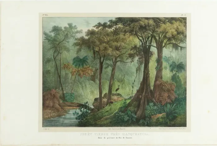Framed Print : Virgin Forest Near Manqueritipa. From Malerische Reise in Brasilien, 1835 Framed Print : Virgin Forest Near Manqueritipa. From Malerische Reise in Brasilien, 1835