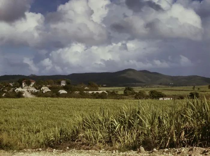 Framed Print : The Virgin Islands, sugar cane country, 1941. Creator: Jack Delano Framed Print : The Virgin Islands, sugar cane country, 1941. Creator: Jack Delano
