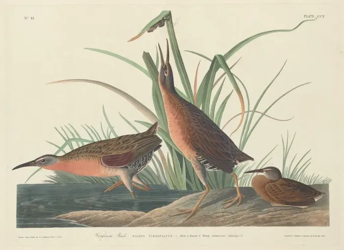Framed Print : Virginia Rail, 1834. Creator: Robert Havell Framed Print : Virginia Rail, 1834. Creator: Robert Havell