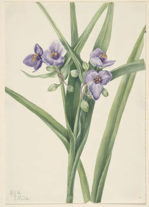 Framed Print : Virginia Spiderwort (Tradescantia virginiana), 1920. Creator: Mary Vaux Walcott Framed Print : Virginia Spiderwort (Tradescantia virginiana), 1920. Creator: Mary Vaux Walcott