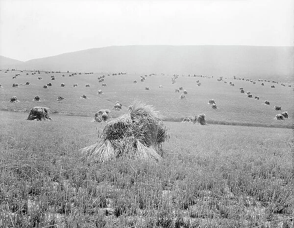 Virginia wheat, Vicinity of Sperryville, 1936. Creator: Dorothea Lange