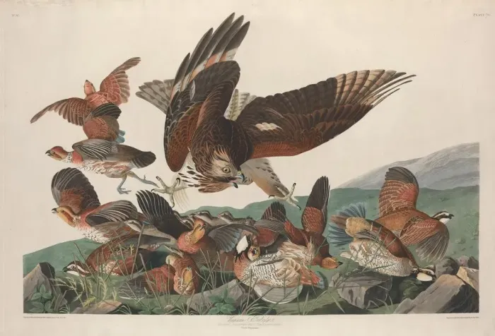 Framed Print : Virginian Partridge, 1830. Creator: Robert Havell Framed Print : Virginian Partridge, 1830. Creator: Robert Havell