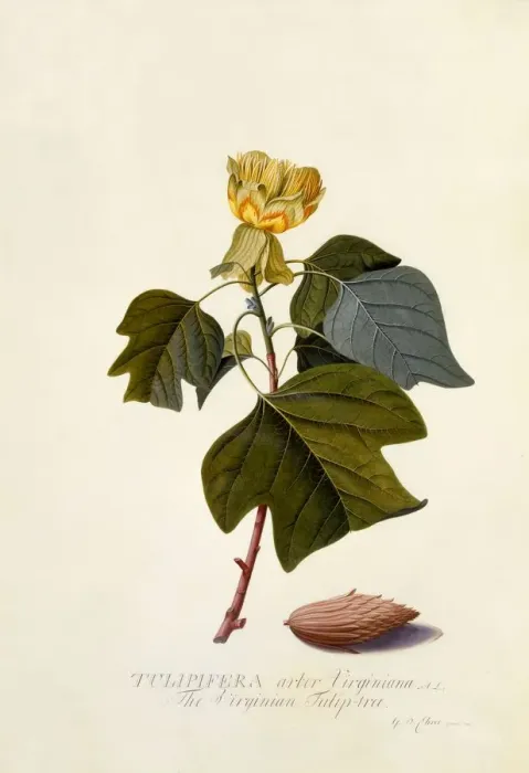 Framed Print : The Virginian Tulip Tree, c. 1743 (hand coloured engraving) Framed Print : The Virginian Tulip Tree, c. 1743 (hand coloured engraving)