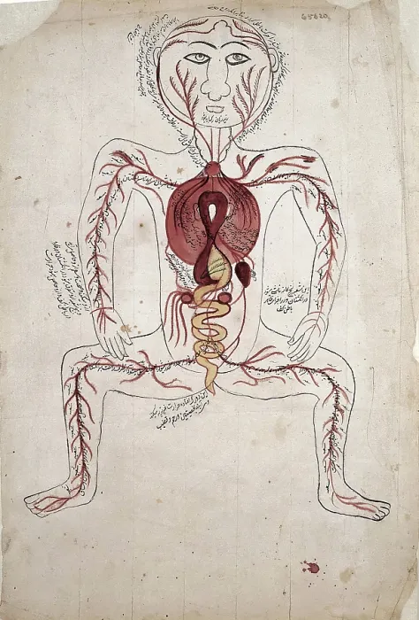 Framed Print : The viscera and the arterial system, (between 1800 and 1899?). Creator: Unknown Framed Print : The viscera and the arterial system, (between 1800 and 1899?). Creator: Unknown