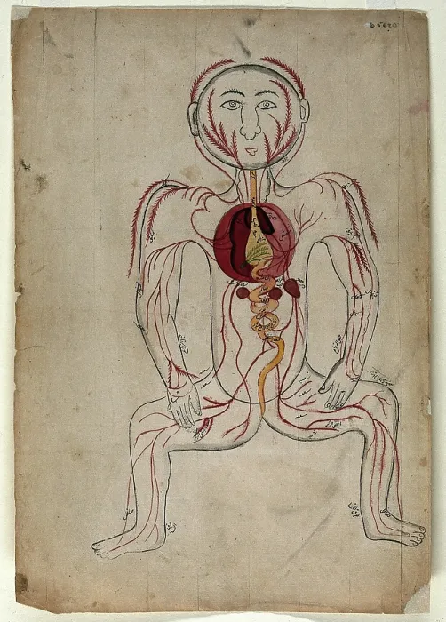 Framed Print : The viscera and the venous system, (between 1800 and 1899?). Creator: Unknown Framed Print : The viscera and the venous system, (between 1800 and 1899?). Creator: Unknown