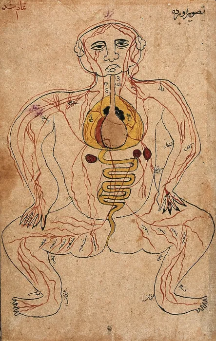 Framed Print : The viscera and the venous system, (between 1800 and 1899?). Creator: Unknown
