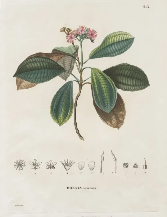 Framed Print : Voyage aux Regions equinoxiales du nouveau continent, fait dans les annees Framed Print : Voyage aux Regions equinoxiales du nouveau continent, fait dans les annees
