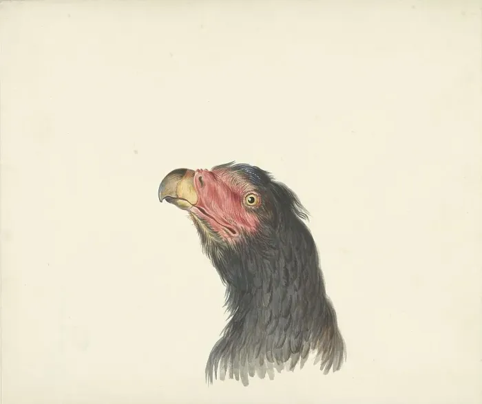 Framed Print : Vulture, 1763-1824. Creator: Circle of François Le Vaillant Framed Print : Vulture, 1763-1824. Creator: Circle of François Le Vaillant