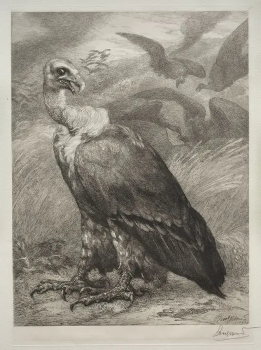 Framed Print : The Vulture, 1904. Creator: Felix Bracquemond (French, 1833-1914); Emil Dolot Framed Print : The Vulture, 1904. Creator: Felix Bracquemond (French, 1833-1914); Emil Dolot
