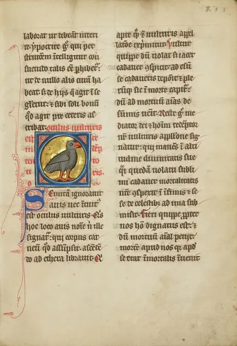 Framed Print : A Vulture; De Natura Avium; De Pastoribus et Ovibus; Bestiarium, 1277 or after. Creator: Unknown Framed Print : A Vulture; De Natura Avium; De Pastoribus et Ovibus; Bestiarium, 1277 or after. Creator: Unknown