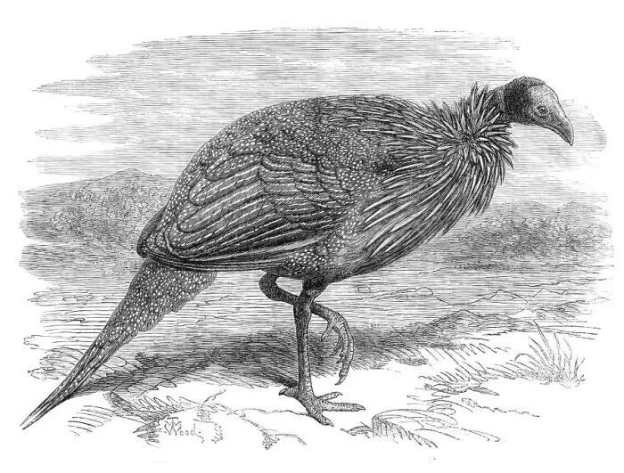 Framed Print : The Vulturine Guinea-Fowl in the Zoological Society's Gardens, 1870. Creator: Unknown Framed Print : The Vulturine Guinea-Fowl in the Zoological Society's Gardens, 1870. Creator: Unknown