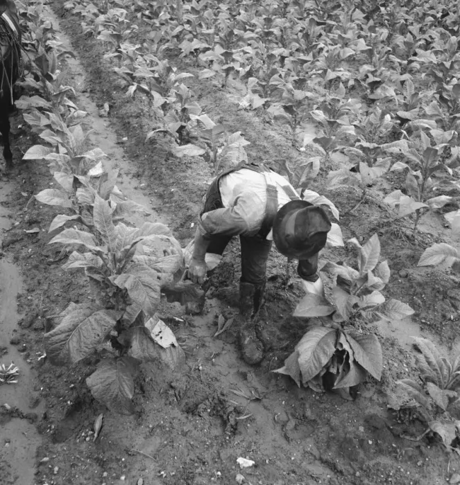 Framed Print : Wage laborer topping tobacco, Shoofly, North Carolina, 1939. Creator: Dorothea Lange Framed Print : Wage laborer topping tobacco, Shoofly, North Carolina, 1939. Creator: Dorothea Lange