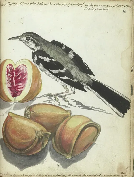 Framed Print : Wagtail with Fruit, 1785. Creator: Jan Brandes Framed Print : Wagtail with Fruit, 1785. Creator: Jan Brandes