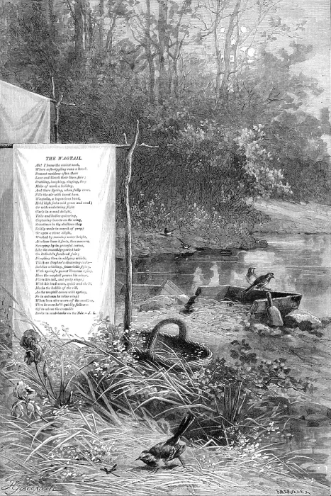 Framed Print : Wagtails, a loquacious band, hold high jinks mid grass and sand, 1880. Creator: F Meaulle Framed Print : Wagtails, a loquacious band, hold high jinks mid grass and sand, 1880. Creator: F Meaulle