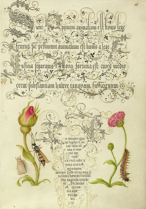 Framed Print : Wainscot, French Rose, Wasplike Insect, English Daisy, and Caterpillar, 1561-2; illumination 1591-6. Creator: Joris Hoefnagel Framed Print : Wainscot, French Rose, Wasplike Insect, English Daisy, and Caterpillar, 1561-2; illumination 1591-6. Creator: Joris Hoefnagel