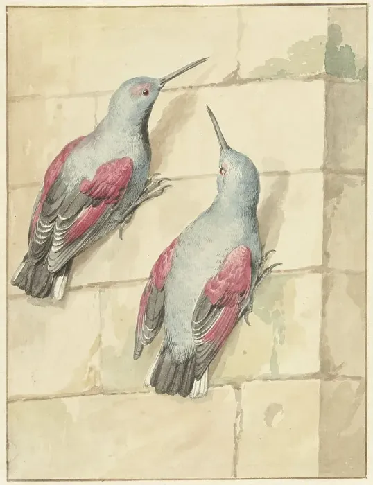 Framed Print : Two wallcreepers, blue and purple, on a wall, 1720-1792. Creator: Aert Schouman Framed Print : Two wallcreepers, blue and purple, on a wall, 1720-1792. Creator: Aert Schouman
