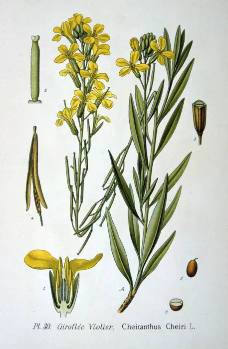 Framed Print : Wallflower, 1893 Framed Print : Wallflower, 1893