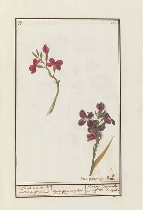 Framed Print : Wallflower (Erysimum cheiri), 1790-1799. Creator: Jan Garemijn Framed Print : Wallflower (Erysimum cheiri), 1790-1799. Creator: Jan Garemijn