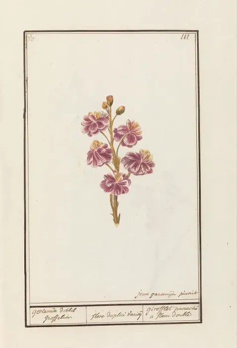 Framed Print : Wallflower (Erysimum cheiri), 1790-1799. Creator: Jan Garemijn Framed Print : Wallflower (Erysimum cheiri), 1790-1799. Creator: Jan Garemijn