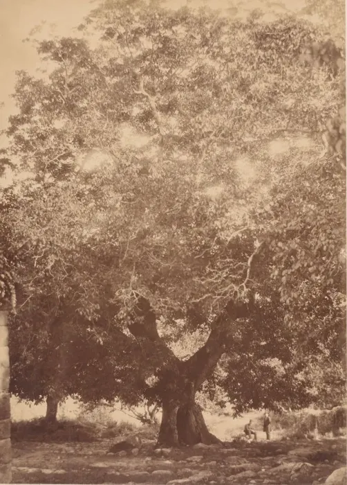 Framed Print : The Walnut Tree of Emperor Charles V, Yuste, 1858. Creator: Charles Clifford Framed Print : The Walnut Tree of Emperor Charles V, Yuste, 1858. Creator: Charles Clifford