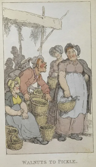 Framed Print : Walnuts to pickle, 1820. Creator: Thomas Rowlandson. Walnuts to pickle, 1820. Creator: Thomas Rowlandson Framed Print : Walnuts to pickle, 1820. Creator: Thomas Rowlandson. Walnuts to pickle, 1820. Creator: Thomas Rowlandson