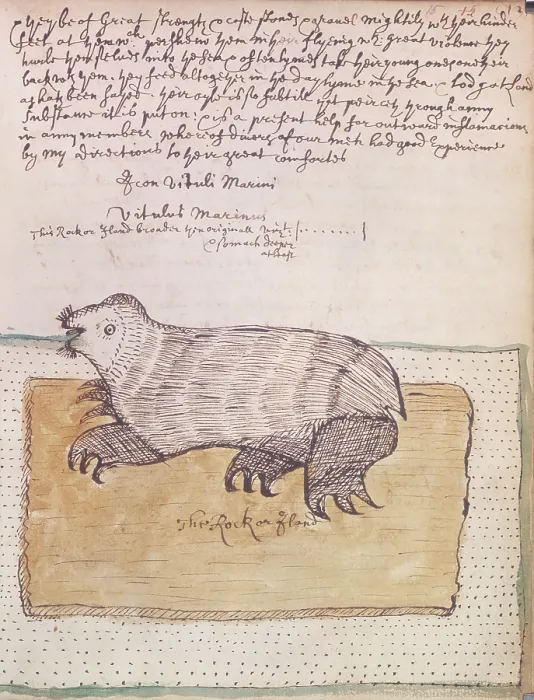 Framed Print : A walrus, 1677. Creator: Unknown Framed Print : A walrus, 1677. Creator: Unknown