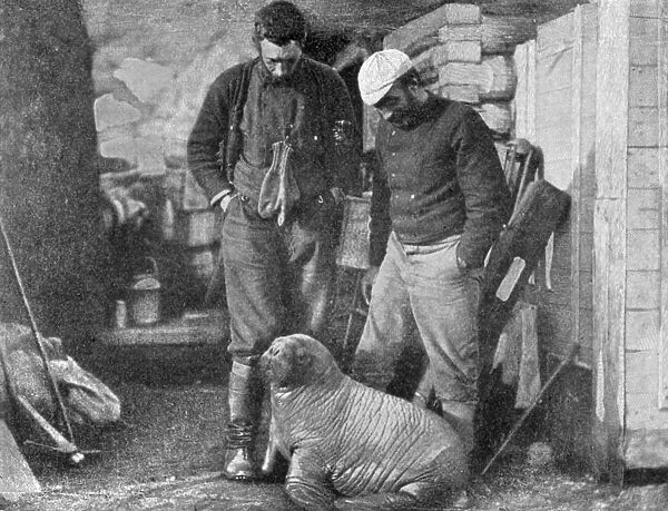 Walrus cub, 1899. Artist: Frederick George Jackson