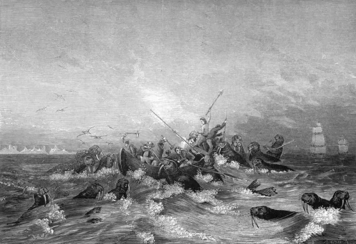 Framed Print : Walrus hunting, 19th century. Artist: Pearson Framed Print : Walrus hunting, 19th century. Artist: Pearson